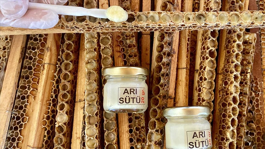 Kervansaray Dağları eteğinde arıcılık yapan kadın girişimci arı sütü üretimini artırdı