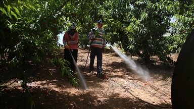 Çukurova'da Akdeniz meyve sineğine karşı entegre mücadele yürütülüyor