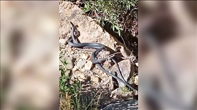 Bingöl'de birbirine dolanan iki yılanın "dansı" görüntülendi