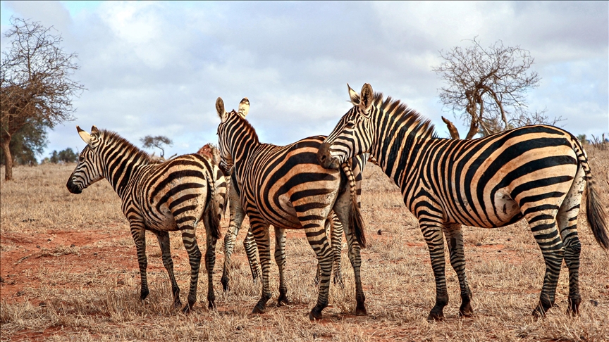 Endangered stripes: The decline of rare Grevy’s zebras in Kenya