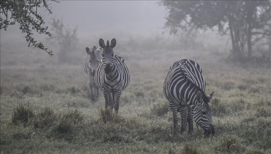 Uganda'nın vahşi yaşam parkları safari meraklılarını cezbediyor
