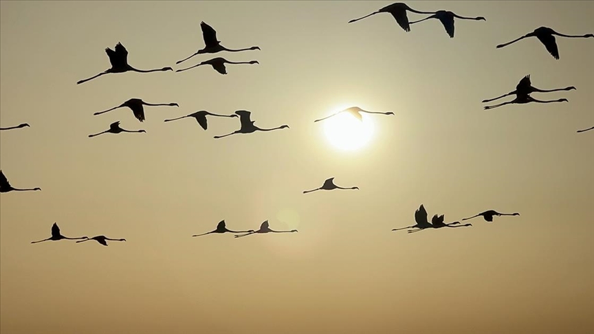 Tuz Gölü kuluçkalardan çıkan yavru flamingolarla şenlendi