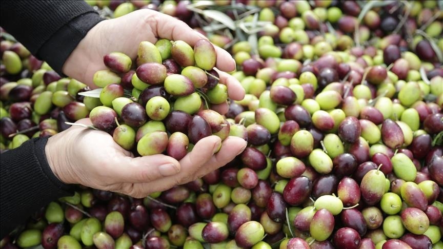 Spain eliminates sales tax on olive oil amid price spike