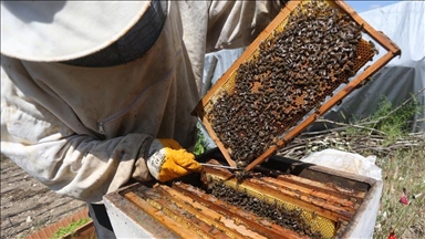 Yerli ırk arılar iklim değişikliğiyle daha iyi mücadele ediyor