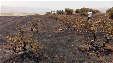 Gaziantep'te çıkan anız yangınında asmalar ve zeytin ağaçları zarar gördü
