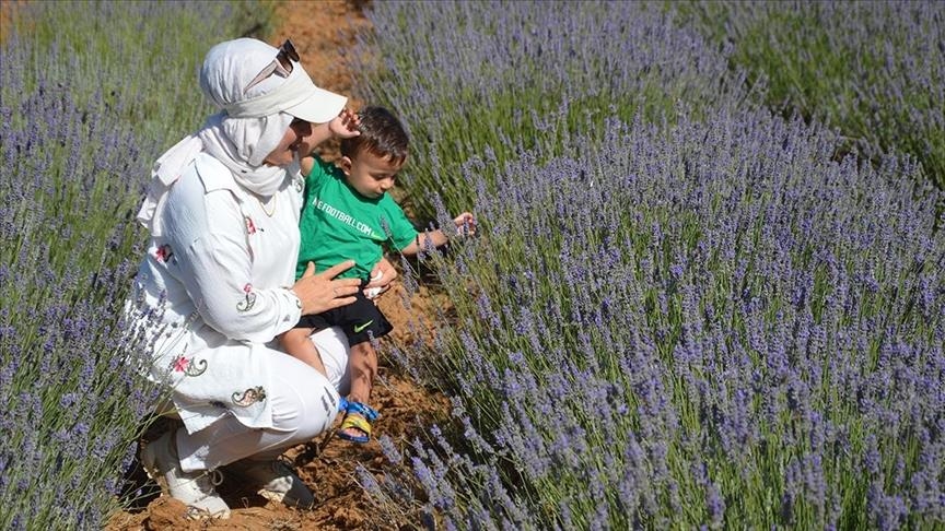 Türkiye's lavender-scented saffron gardens bloom