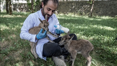 Erzurum'da "süt kardeşler" adı verilen yaban keçisi yavruları biberonla besleniyor