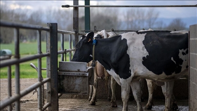Danimarka, çiftlik hayvanlarının saldığı gazlar için vergi almayı planlıyor