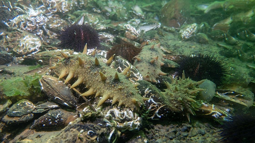 Denizlerin doğal temizleyicisi "Japon deniz hıyarı"nın İzmit Körfezi'ndeki popülasyonu artıyor