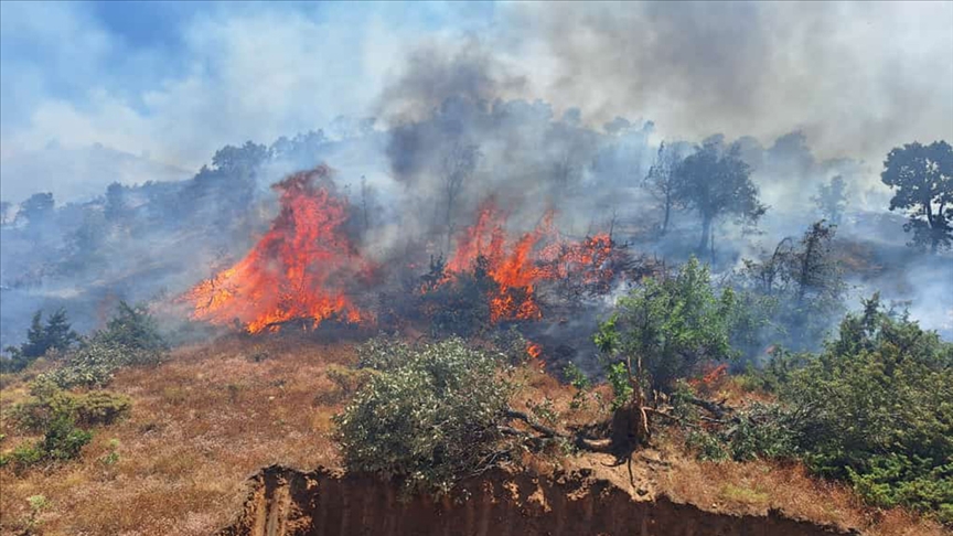 Bingöl'ün 2 ilçesinde çıkan orman yangınları söndürüldü