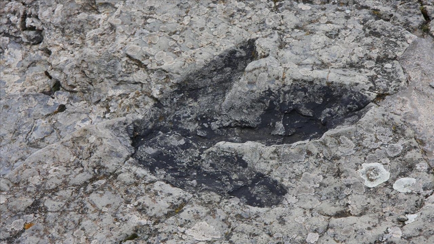 Araştırmacılar, dinozorlardan 40 milyon yıl önce semender benzeri bir hayvanın yaşadığını belirledi