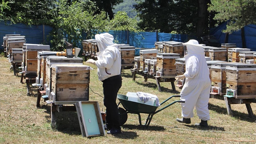 Tescilli Sinop kestane balında bu yıl kovan başına 15 kilogram bal bekleniyor