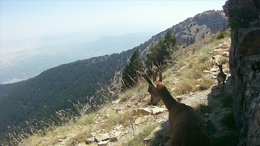 Denizli'de yaban hayvanları fotokapanla görüntülendi