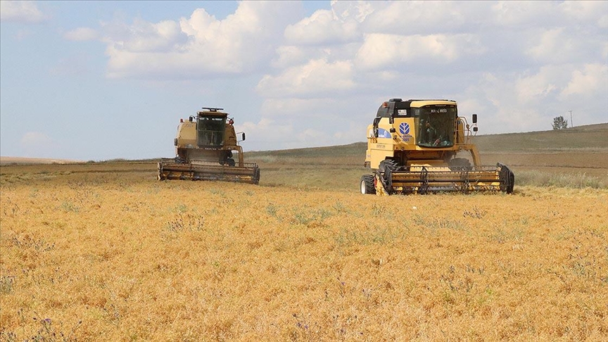 "Kara şimşek"in Yozgat'taki ekim alanı genişliyor
