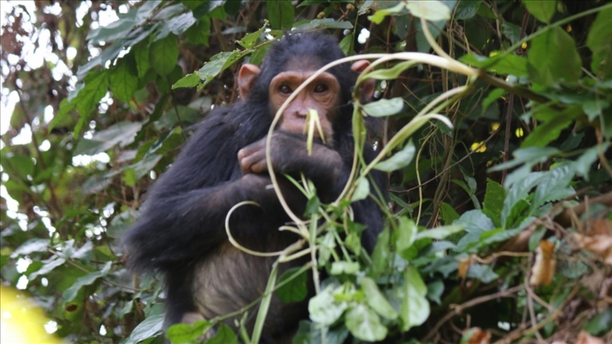 Tanzania’s Gombe chimpanzees facing extinction threat, warns researcher