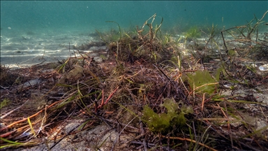 Erdek'te deniz çayırlarının söküldüğü alan su altı kamerasıyla görüntülendi