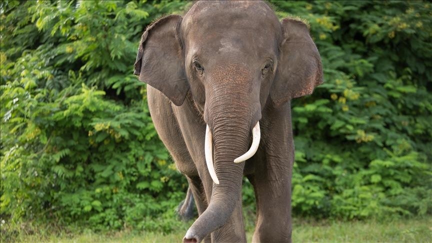 13 injured as elephant goes on rampage in Sri Lanka