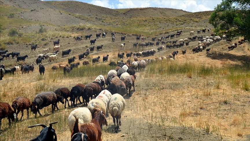 Muş'ta göçerlerin yayla mesaisi sürüyor