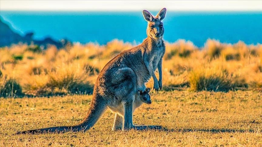 Investigation underway after 65 kangaroos found dead in Australia