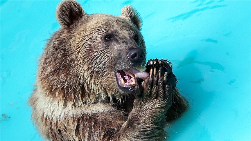 Konya'da koruma altındaki kardeş ayıların rahatı için her şey düşünülüyor
