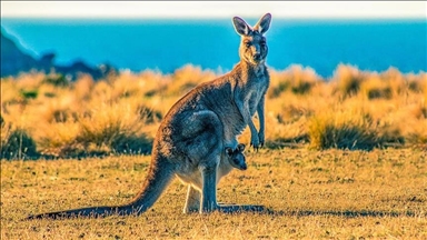 Investigation underway after 65 kangaroos found dead in Australia