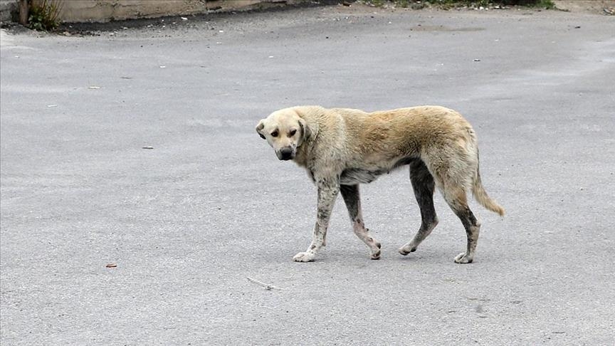 Rize'de sahipsiz köpeğin saldırdığı çocuk yaralandı