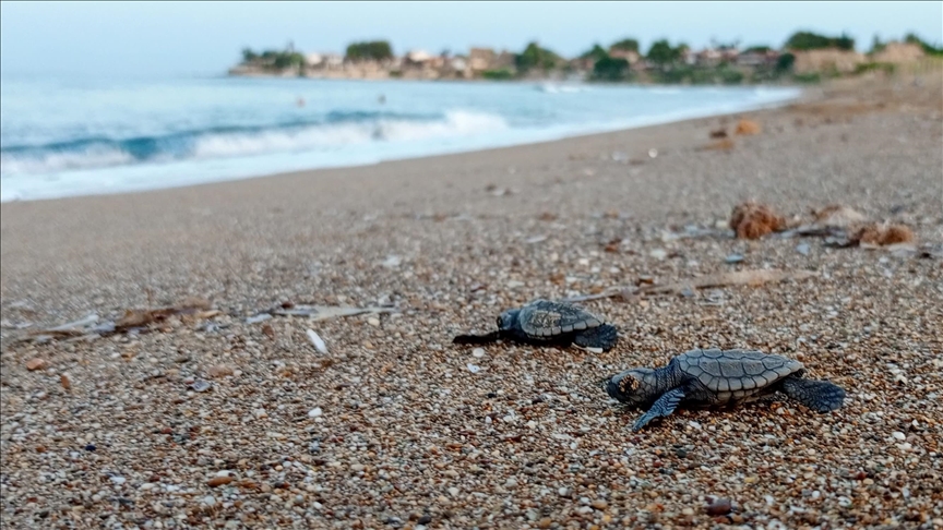 Manavgat'ta caretta carettalar mavi sularla buluşmaya başladı