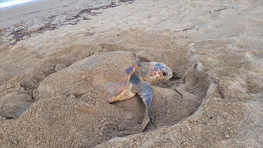 Manavgat'ta caretta carettalar mavi sularla buluşmaya başladı