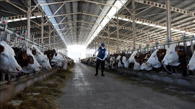تولید شیر گاو در ترکیه در ماه مه رکورد شکست