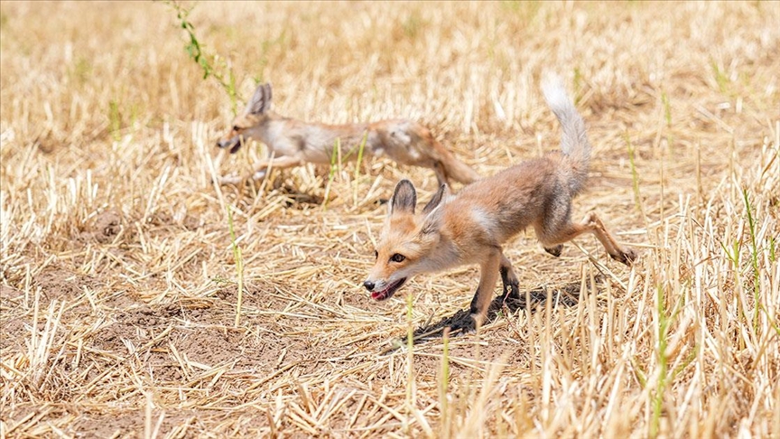 Kızıl tilki yavruları "Dicle" ve "Fırat" iki aylık özel bakım sonrası doğaya salındı