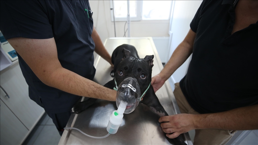 Bursa'da yangında dumandan etkilenen köpek "Tokyo" yaşam savaşını kazandı