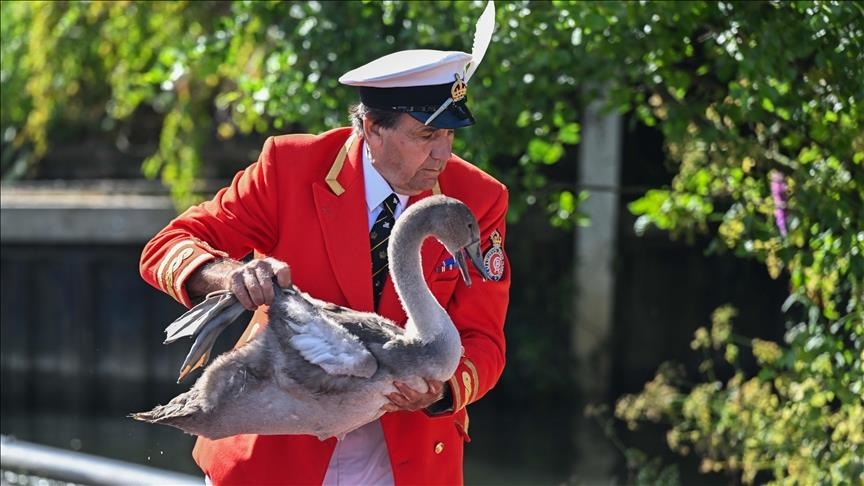 838-летняя традиция Великобритании: перепись лебедей