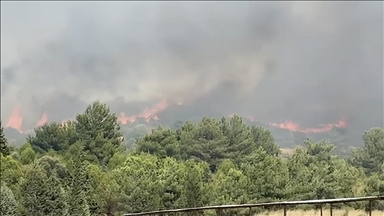 İzmir'in Foça ilçesinde orman yangını çıktı