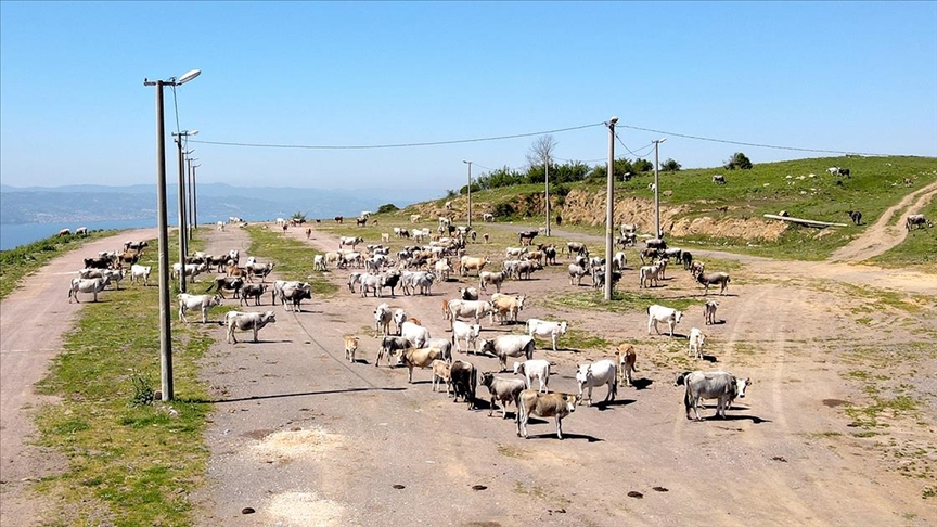 Yerli boz ırk sığırları sanayi kentinin kırsal mahallesinde yetiştiriyor