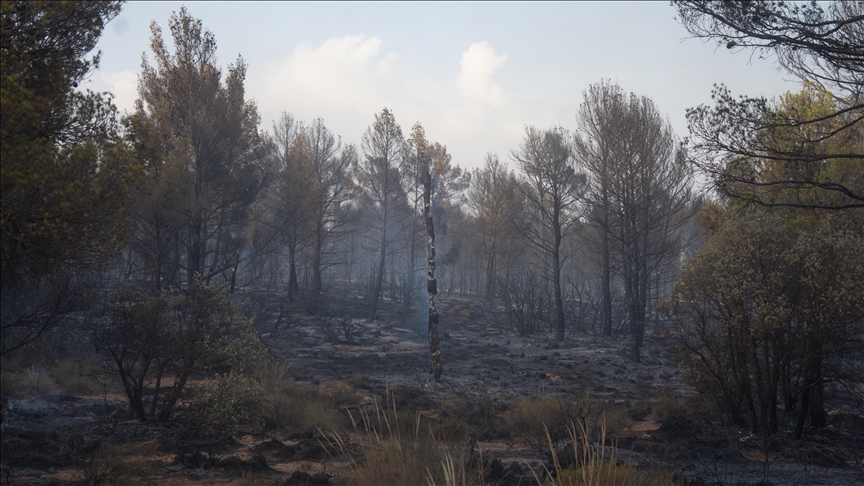 Cezayir'de son 24 saatte ormanları ve tarım alanlarını etkileyen 26 yangın söndürüldü