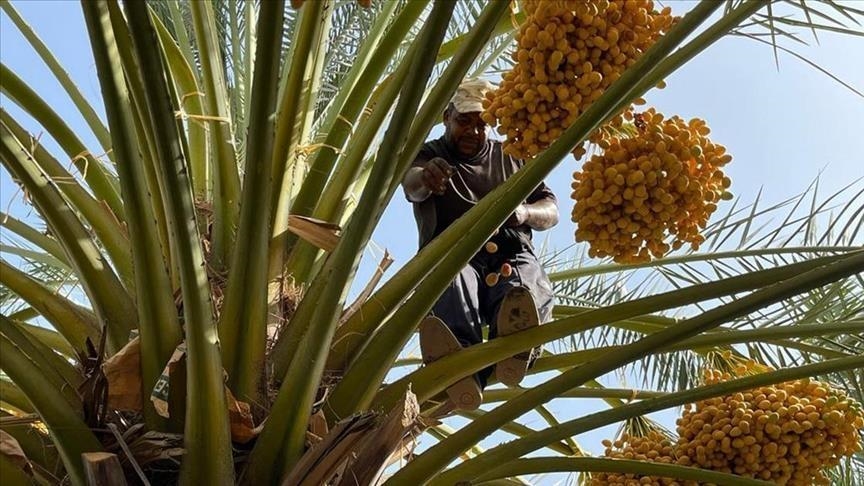 واحات النخيل بالمغرب.. خضرة في مهب الحرائق والجفاف (تقرير)