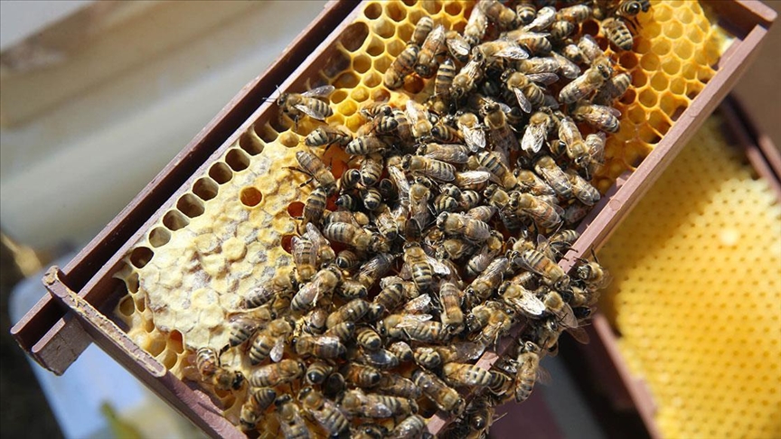 Турецкий мёд с начала года поставлен на прилавки 45 стран мира