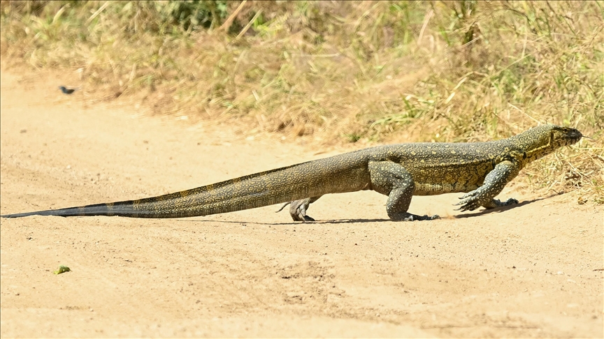 Komodo ejderlerinin dişlerinin uç kısımlarının demirden tabakayla kaplı olduğu tespit edildi