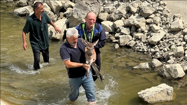 Kastamonu'da su kanalına düşen karaca kurtarıldı 