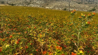 Isparta'da atıl tarım arazileri aspir üretimiyle tarıma kazandırılıyor 