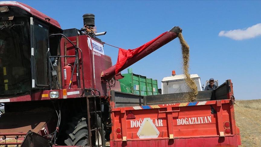 Yeşil mercimek üretiminde birinci sırada bulunan Yozgat'ta ekim alanı da arttı