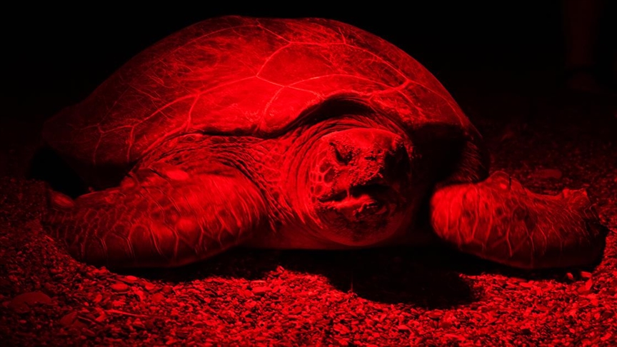 Yuvalarına yumurta bırakan caretta carettalar kırmızı ışıkla görüntülendi
