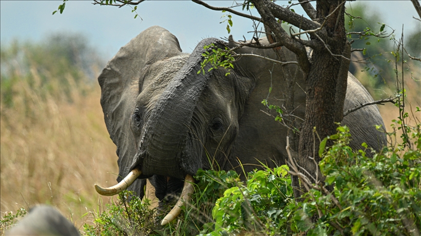 Battle to save Tanzania’s super tusker elephants