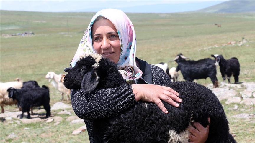 Ardahanlı kadın çiftçi, devlet desteğiyle küçükbaş havyan sayısını 30'dan 500'e çıkardı