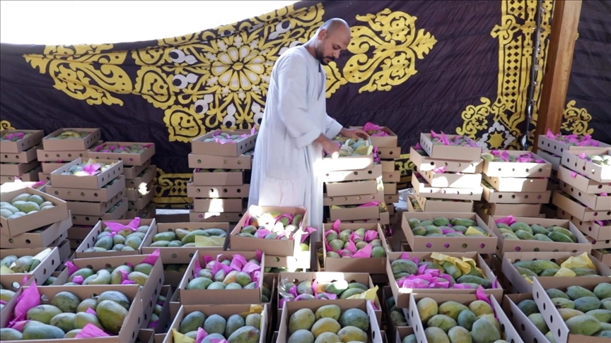وسط أجواء فرعونية.. كرنفال للمانجو بالأقصر المصرية (تقرير)
