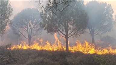 Yalova'da çıkan orman yangınları kontrol altına alındı