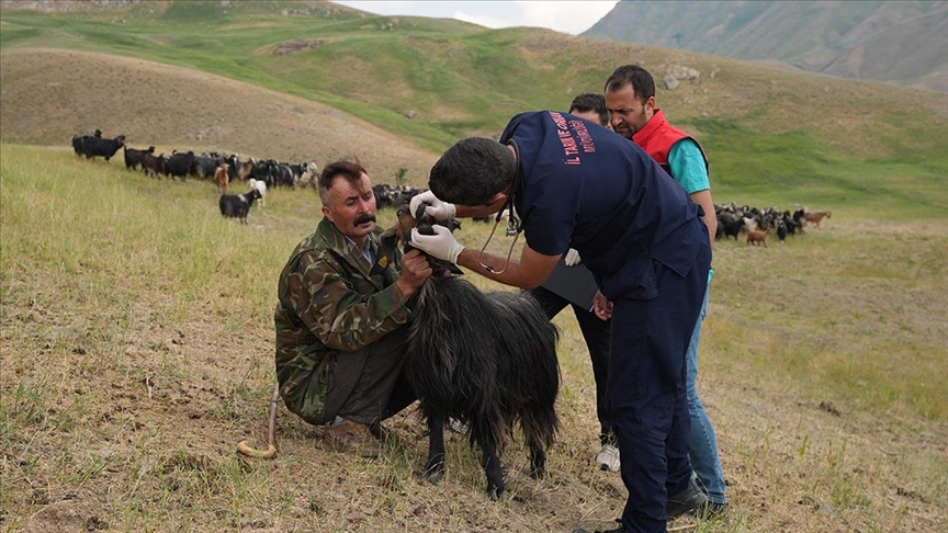 Veteriner hekimlerden Faraşin Yaylası'ndaki sürülere sağlık hizmeti