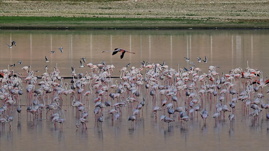 Akkaya Barajı gölü flamingolara ev sahipliği yapıyor
