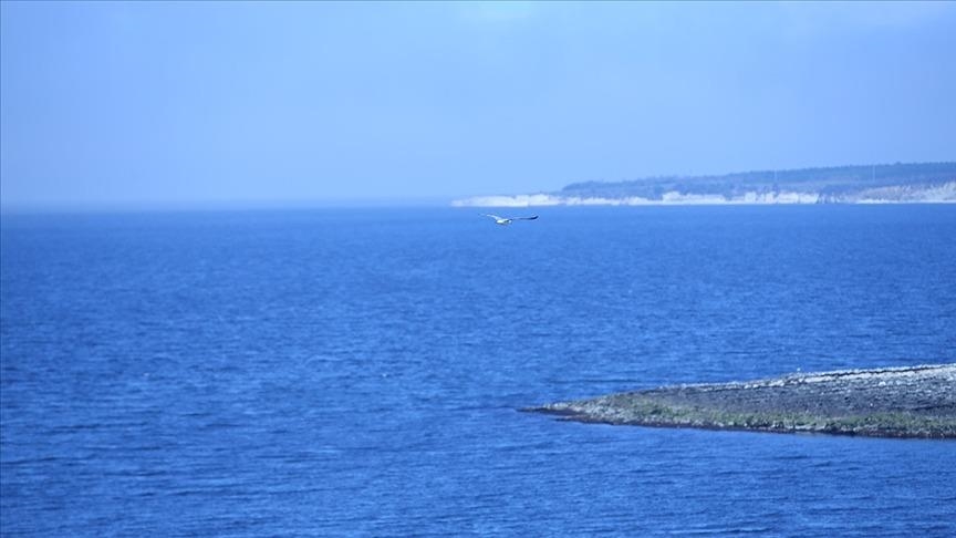 Распространение некоторых видов в Черном море угрожает морской экосистеме