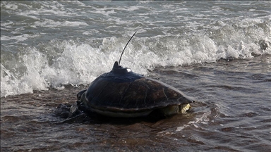 Uydu cihazı takılan deniz kaplumbağaları 50 günde Gazze Şeridi'ne yaklaştı
